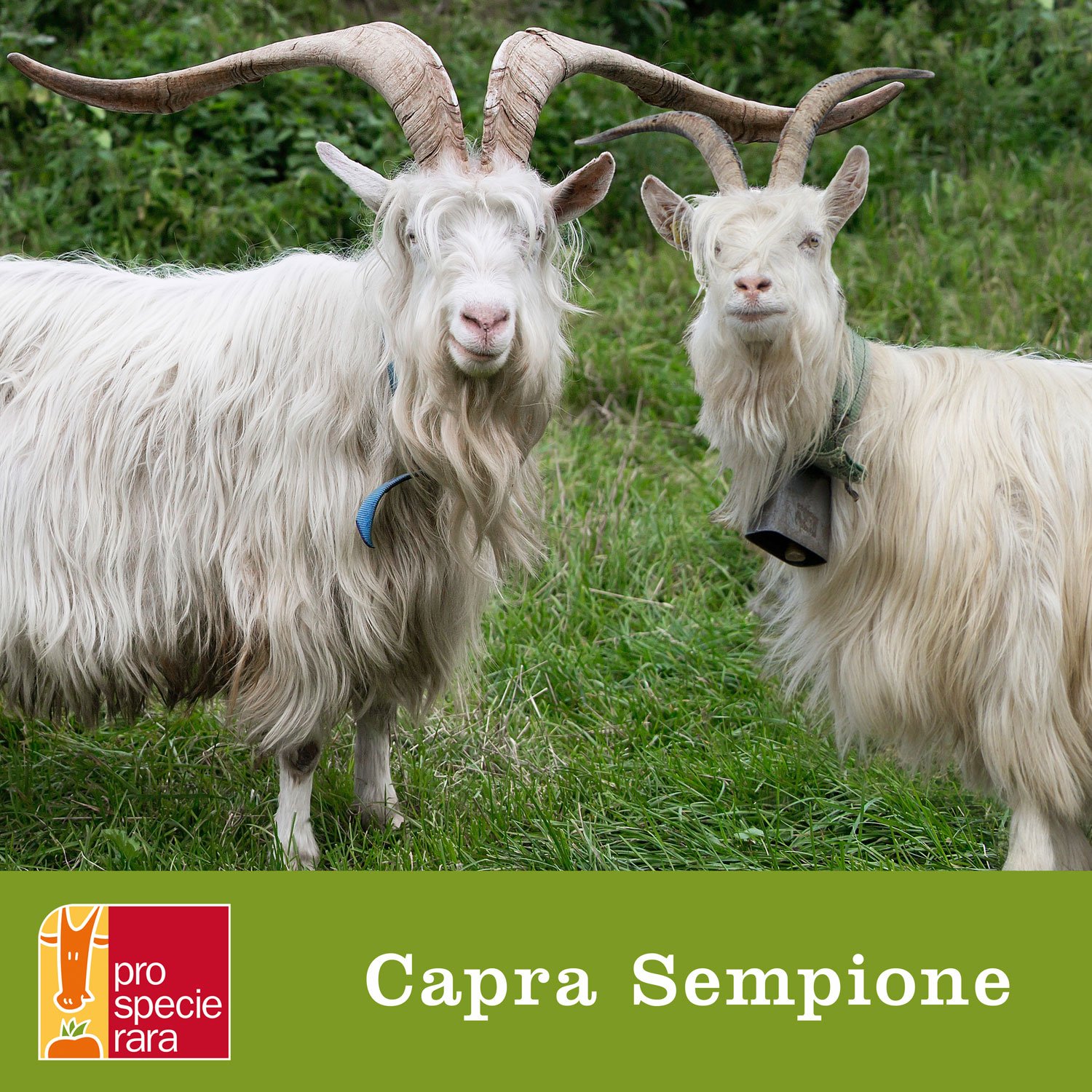 Capra Sempione Blache