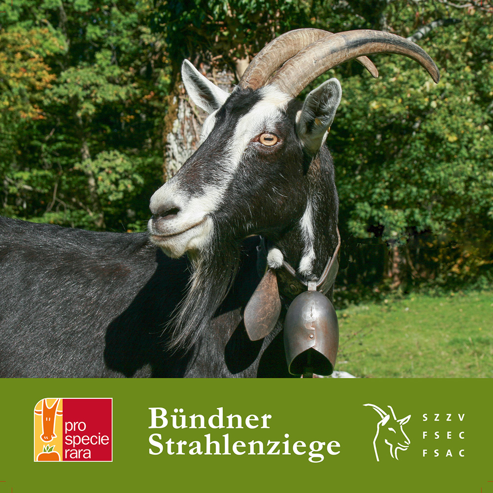 Bündner Strahlenziege Blache