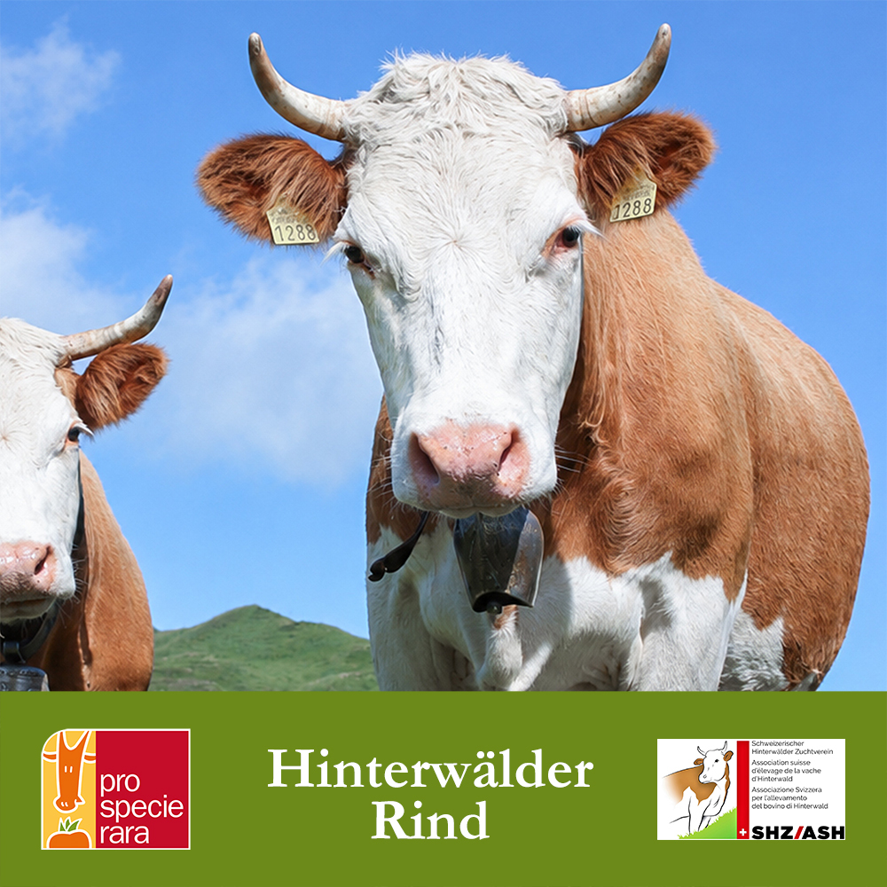 Hinterwälderrind-Blache.jpg