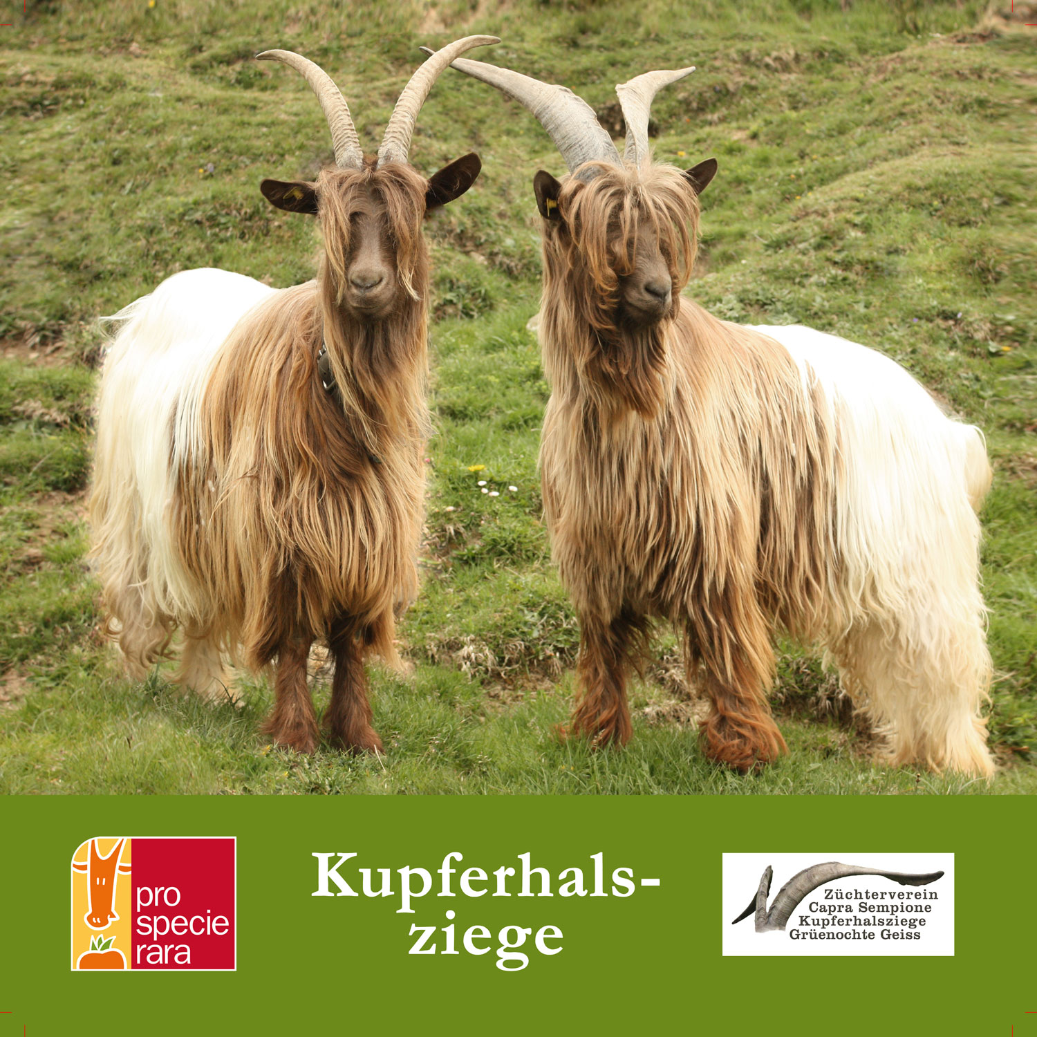 Kupferhalsziege Blache