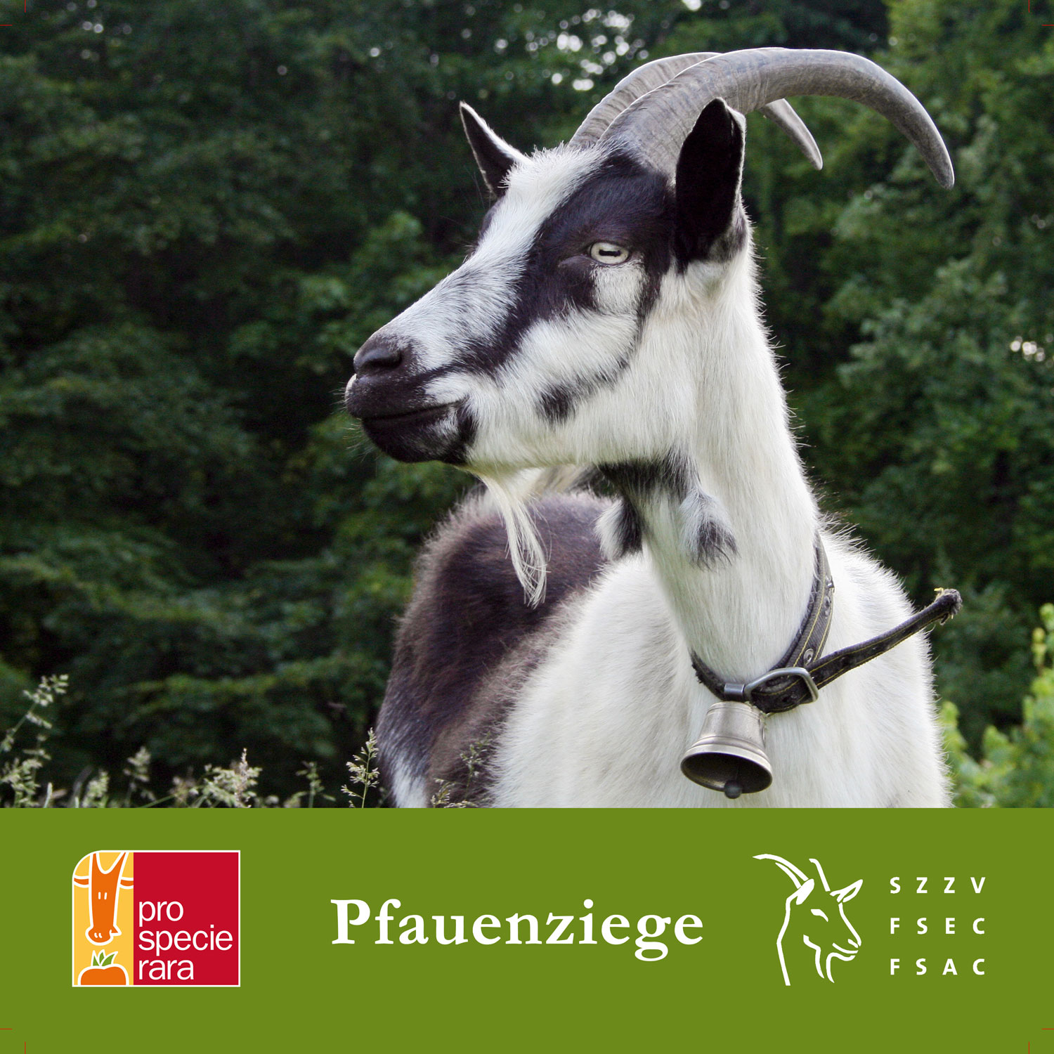 Pfauenziege Blache