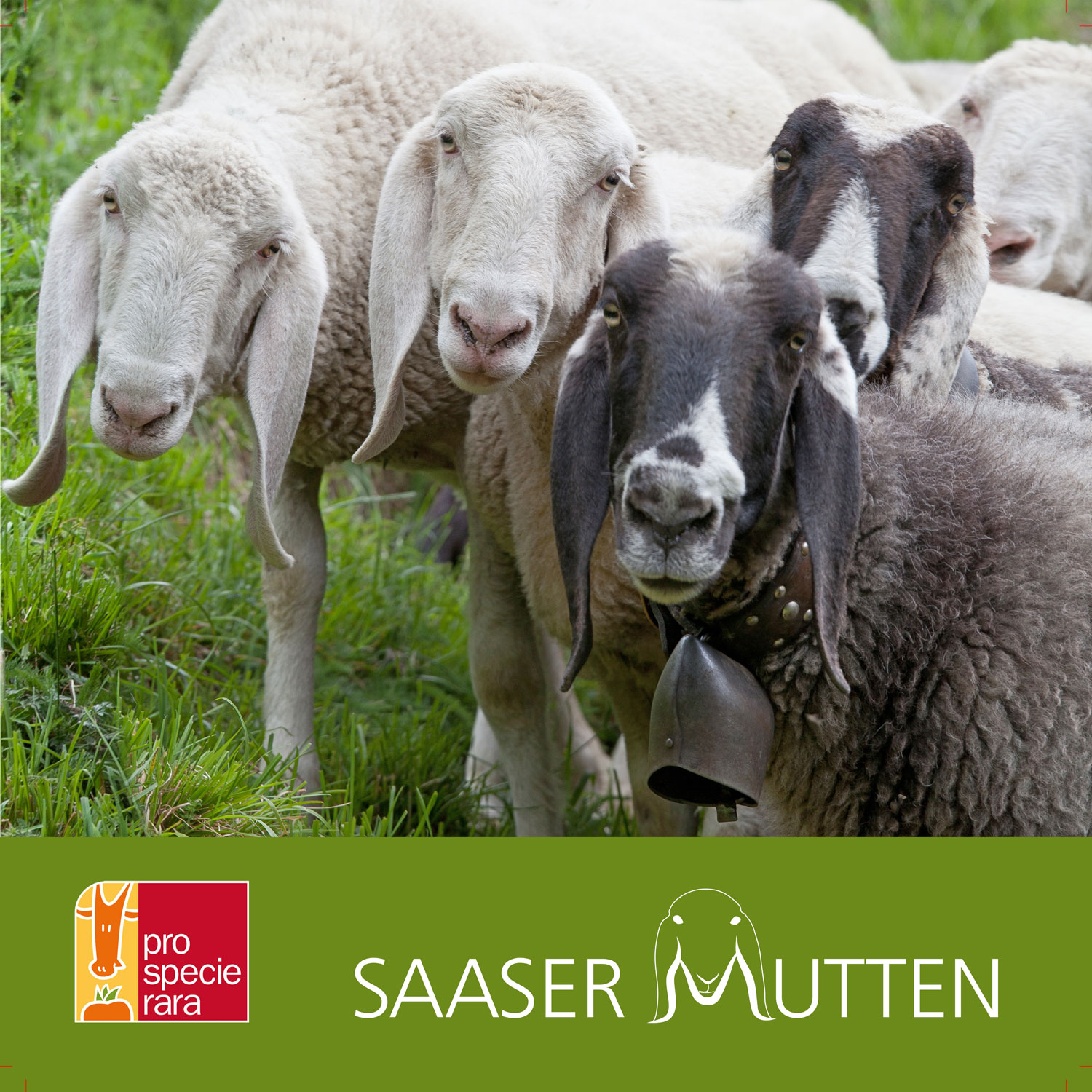 Saaser Mutten Blache