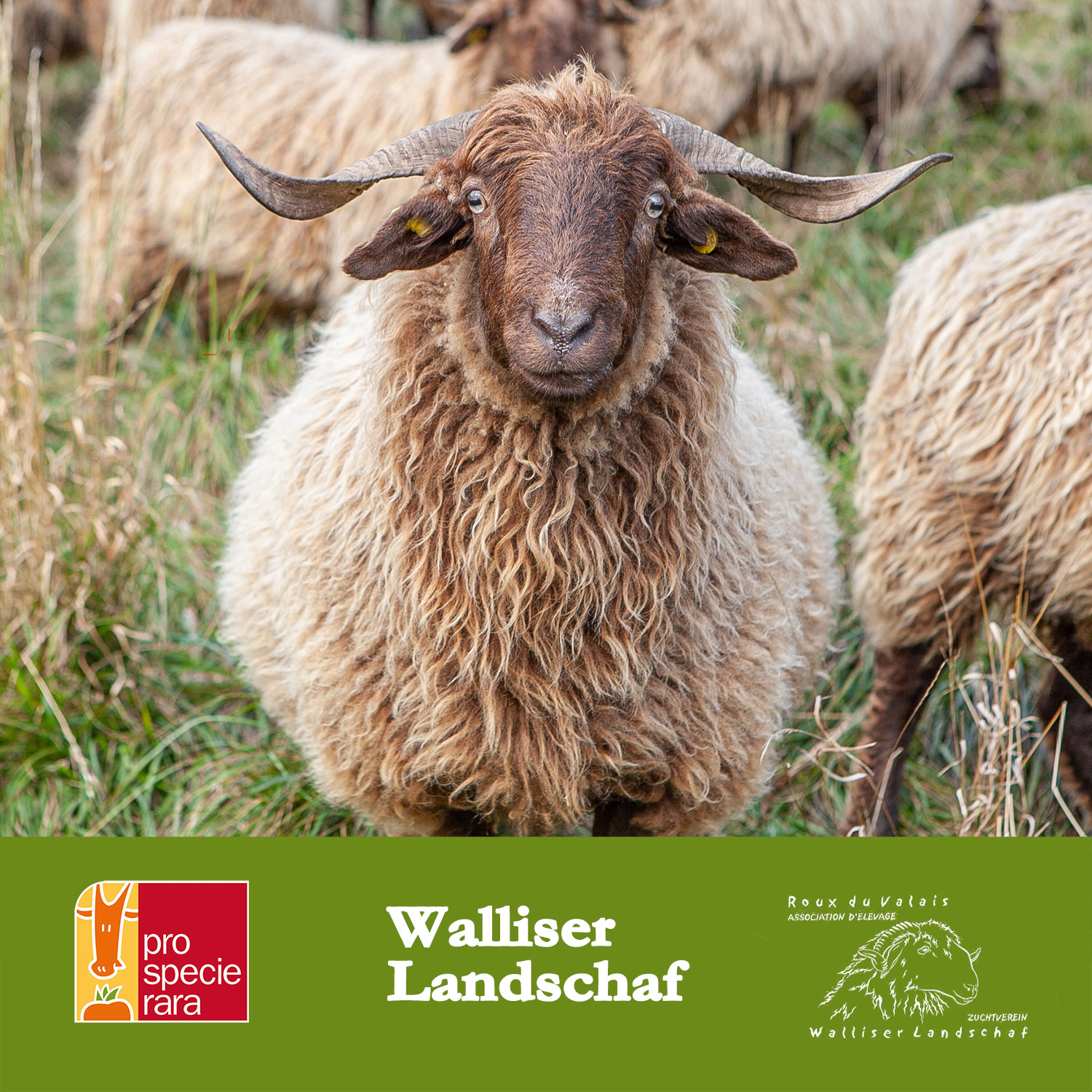 Walliser Landschaf Blache