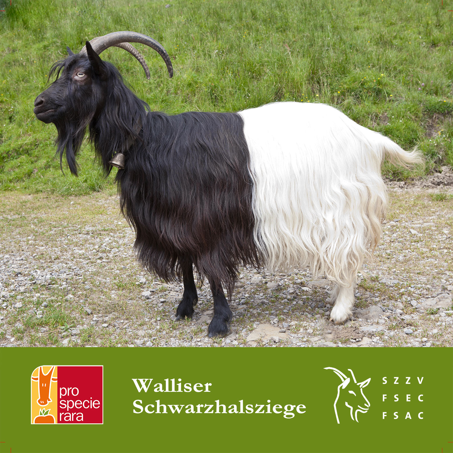 Walliser Schwarzhalsziege Blache